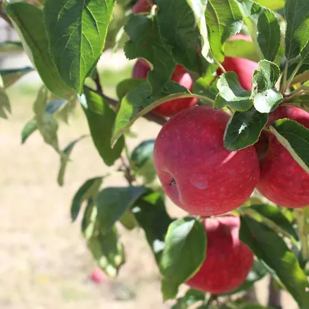 ホテル Real Abadia, Congress & 4*